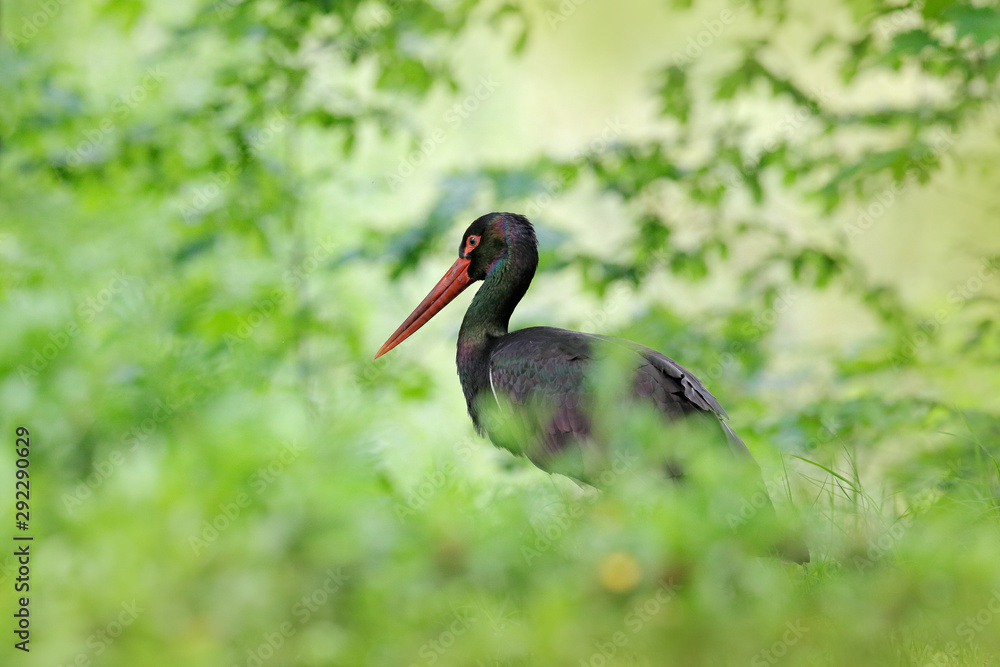 Black stork in the green forest habitat. Wildlife scene from nature. Bird Black Stork with red bill, Ciconia nigra, sitting on the nest in the forest. Black and white bird with red bill. Wildlife.