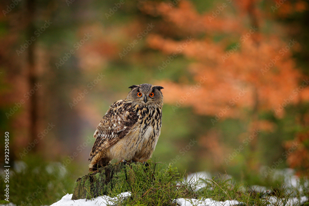 Eurasian Eagle Owl, Bubo Bubo, sitting on the tree branch, wildlife photo in the forest with orange autumn colours, Slovakia. Bird in the forest.