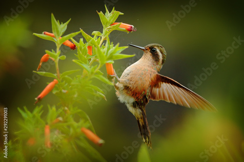 Tropic wildlife. Hummingbird drinking nectar from pink flower. Feeding scene with Speckled Hummingbird. Bird from Colombia tropical forest. Exotic bird with flower in the forest. photo