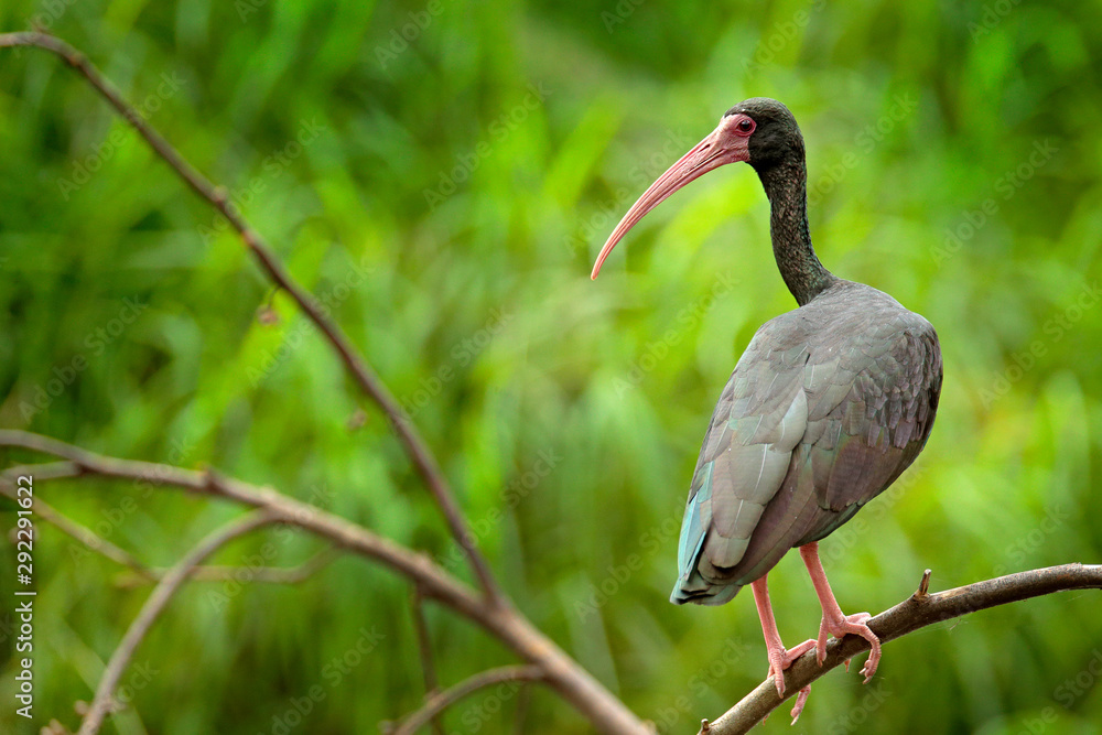 Fototapeta premium Whispering Ibis, Phimosus infuscatus, dark bird sitting on the branch in nature habitat, Santuario de Fauna, Colombia. black bird with red bill in the nature habitat.