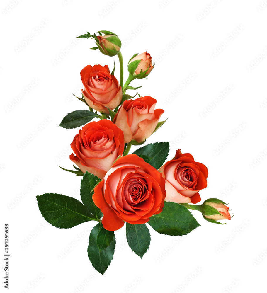 Fototapeta premium Orange rose flowers and buds in a corner arrangement