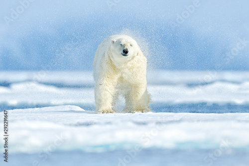 Polar bear on the ice. Two bears love on drifting ice with snow, white animals in nature habitat, Svalbard, Norway. Animals playing in snow, Arctic wildlife. Funny image in nature.