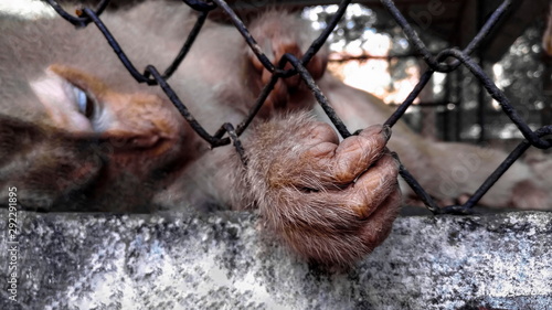 Fényképezés monkey with sad expression in a cage.