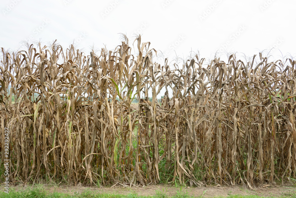 Corn stalks for sale near me