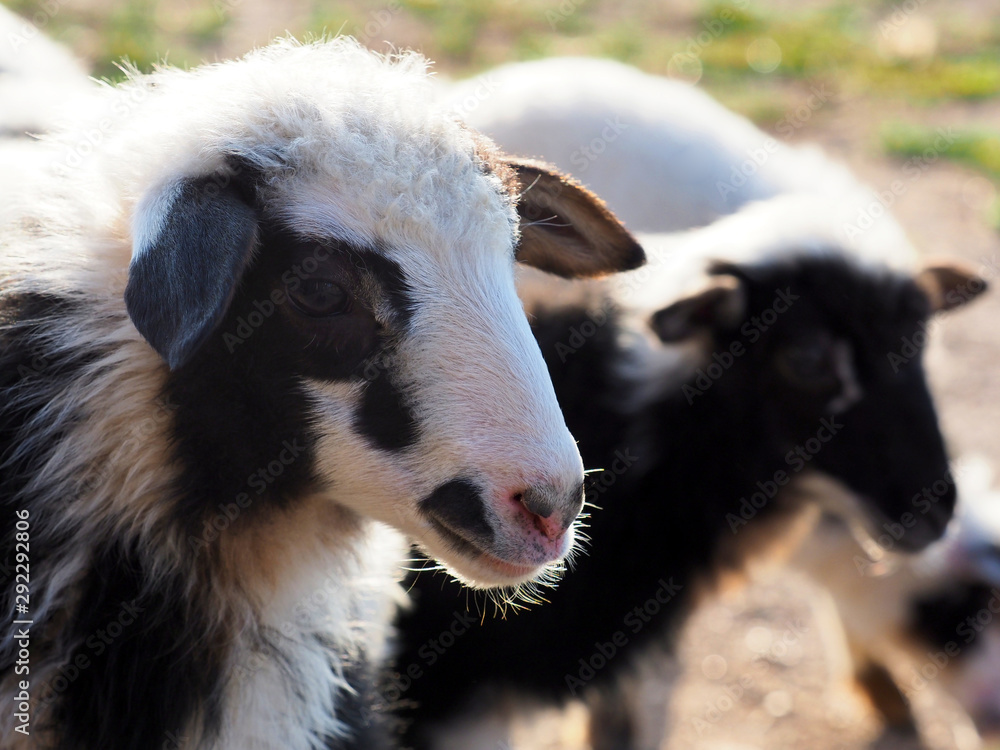 Herd of spotted thoroughbred lambs, closeup portrait of lamb, sunlight Herd of spotted thoroughbred lambs, closeup portrait of lamb, sunlight