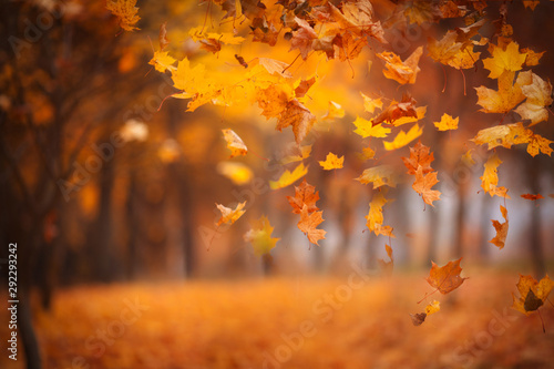 Fototapeta Naklejka Na Ścianę i Meble -  Falling maple leaves in the park. Bright gold autumn time. Copy space