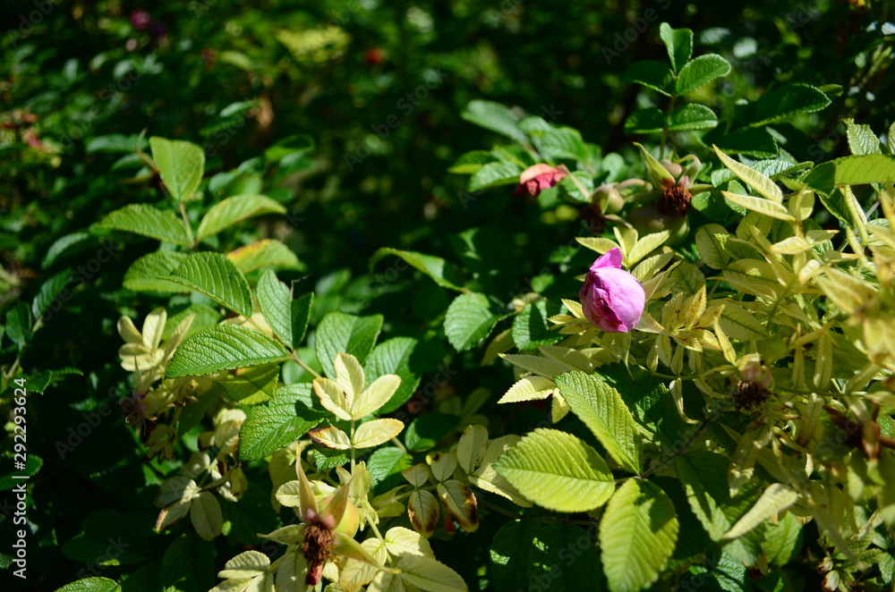 Large fruits of ripening decorative rose hips on a bush Large fruits of ripening decorative rose hips on a bush