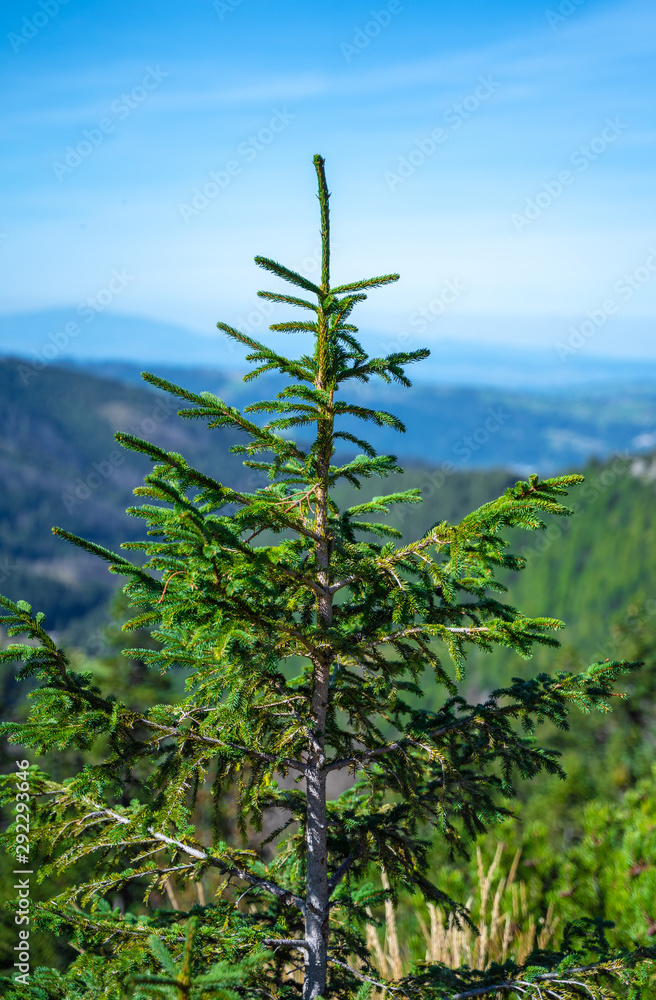 Fototapeta premium High mountain Tatras valley during hiking, full of trees