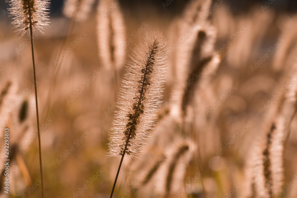 Fototapeta premium Fox tail grass dramatic and vintage color golden hour sunset. 