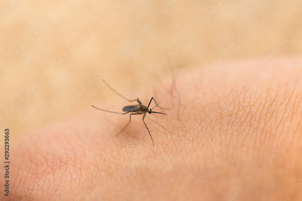 Obraz premium Mosquito sucking blood