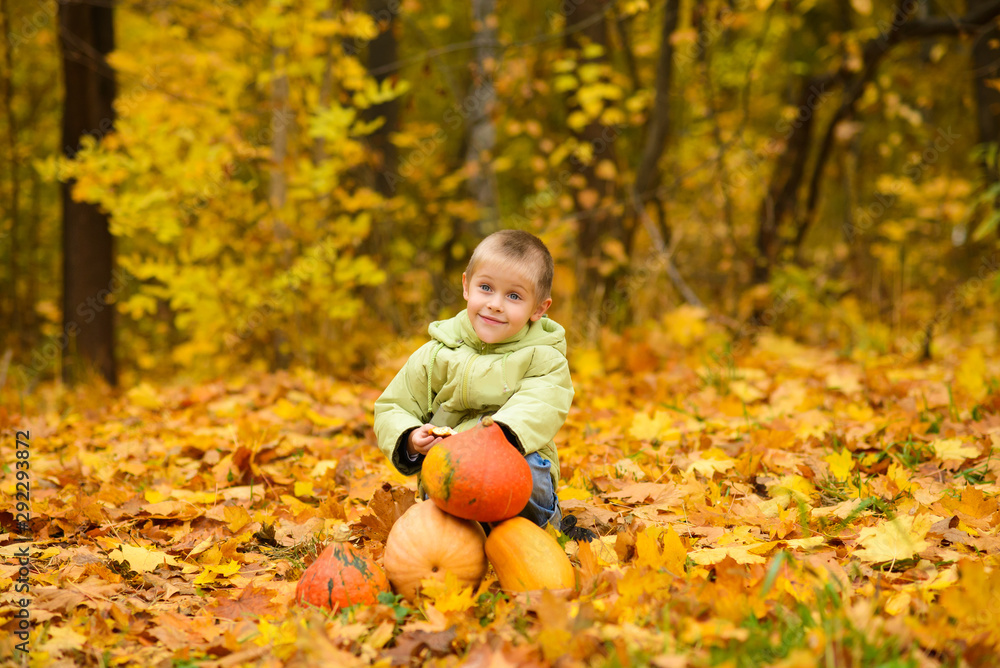 boy in jacket sits and hugs pumpkin in autumn yellow fallen leaves with pumpkins in park boy in jacket sits and hugs pumpkin in autumn yellow fallen leaves with pumpkins in park