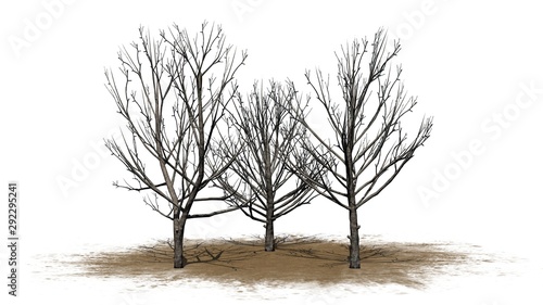 a group of Bradford Pear Trees in the winter on a sand area - isolated on white background photo