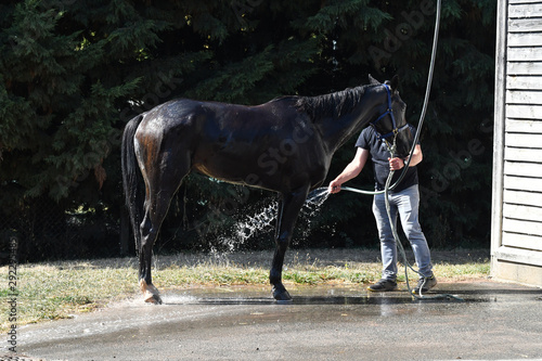 douche du cheval après la compétition photo