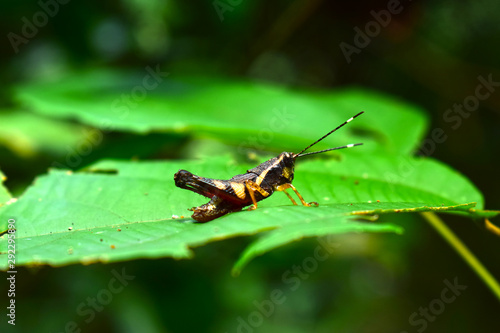  grasshopper Like to live on grassland, open ground in rice fields in the plateau There is a special matter. Was ejecting once Can fly long and long