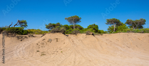 Beautiful sand dunes with pine trees