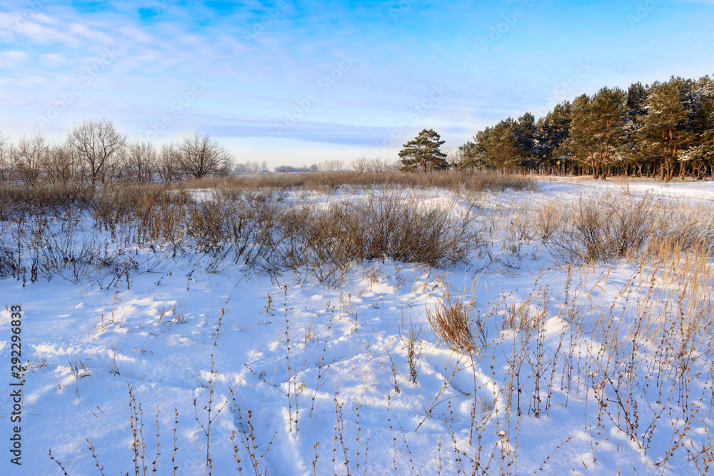 Winter landscape. Frozen field on the background of a beautiful blue sky, coniferous forest and shrubs. Traces from in the snow. Winter landscape. Frozen field on the background of a beautiful blue sky, coniferous forest and shrubs. Traces from in the snow.