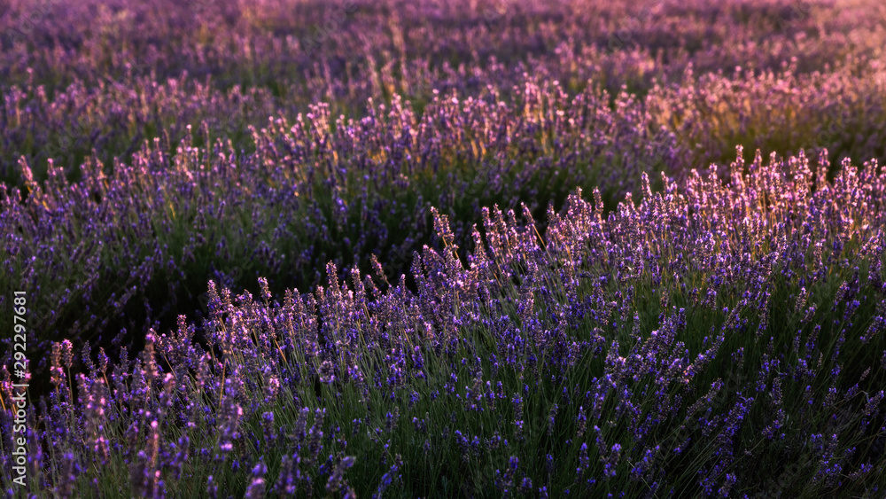 Fototapeta premium Lavendel in der Sonne - Lavender in the sun