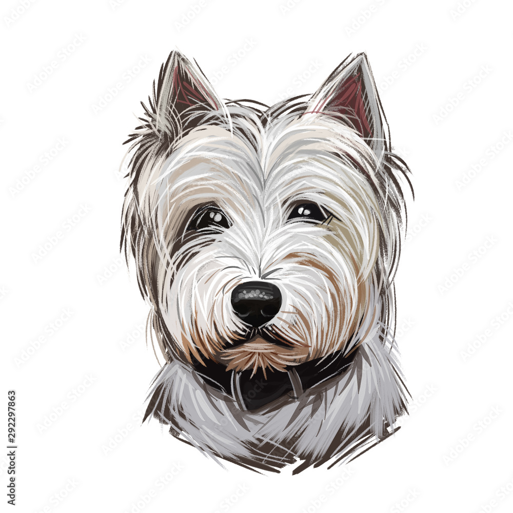 West Highland White Terrier or Westie dog breed portrait isolated on white.  Digital art illustration, watercolor drawing of hand drawn doggy. Pet has  soft and dense undercoat and rough outer coat ilustración