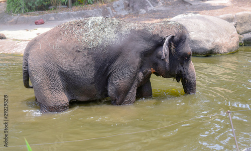 elephant is taking bath in pond in sunshine