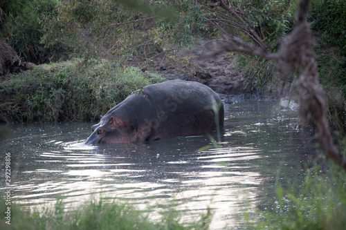 Hippopotamus  Hippopotamus amphibius   Kenya 