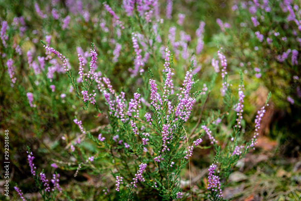 Obraz premium Purple summer flowers growing in the forest moss.