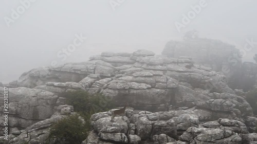 Iberian ibex (Spanish goat)  on El Torcal de Antequera mountain rocks on a foggy day