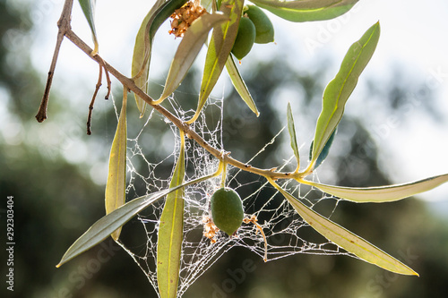 Olive trees infected by the dreaded bacteria called Xylella fastidiosa, is known in Europe as the ebola of the olive tree, Jaen, Andalucia, Spain photo