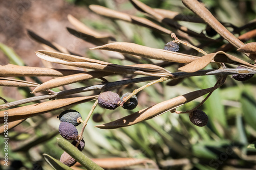 Olive trees infected by the dreaded bacteria called Xylella fastidiosa, is known in Europe as the ebola of the olive tree, Jaen, Andalucia, Spain photo