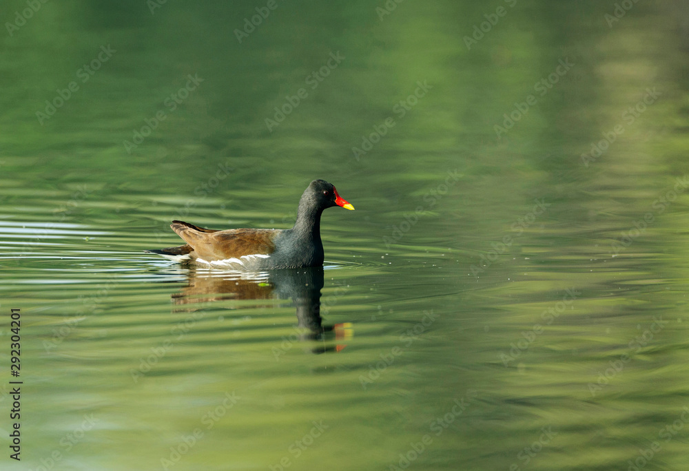 Common Moorhen, Gallinula chloropus, Bharatpur, Rajasthan, India Common Moorhen, Gallinula chloropus, Bharatpur, Rajasthan, India