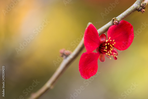 Close up of red flowers with yellow stamens, which bloom in the autumn. Background is shallow depth of field.