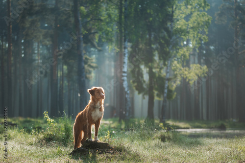 Fototapeta Naklejka Na Ścianę i Meble -  dog in a foggy forest. Walk with your pet. Nova Scotia Duck Tolling Retriever in nature
