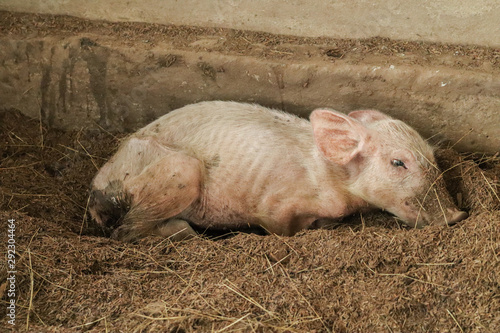 Small pig is sick Lying on the farm