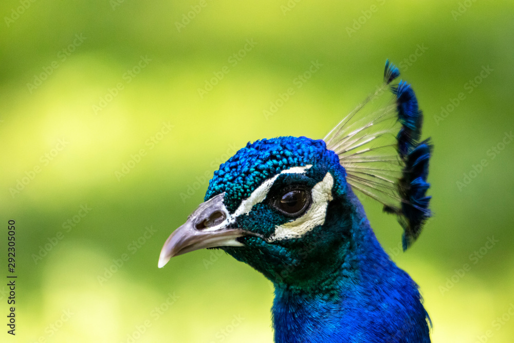 Tête de paon bleu en gros plan Tête de paon bleu en gros plan
