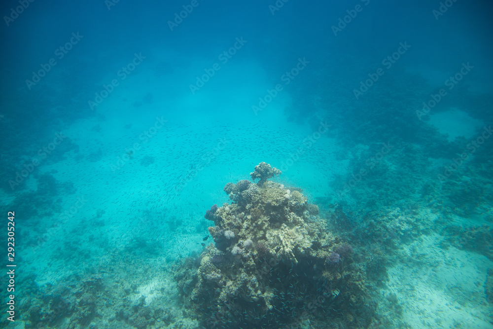 Underwater life. Coral reef in Red near Egypt coast. Flocks of tropical fishes. Underwater life. Coral reef in Red near Egypt coast. Flocks of tropical fishes.