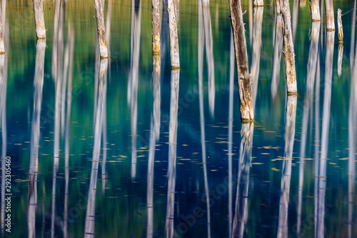 trees in water