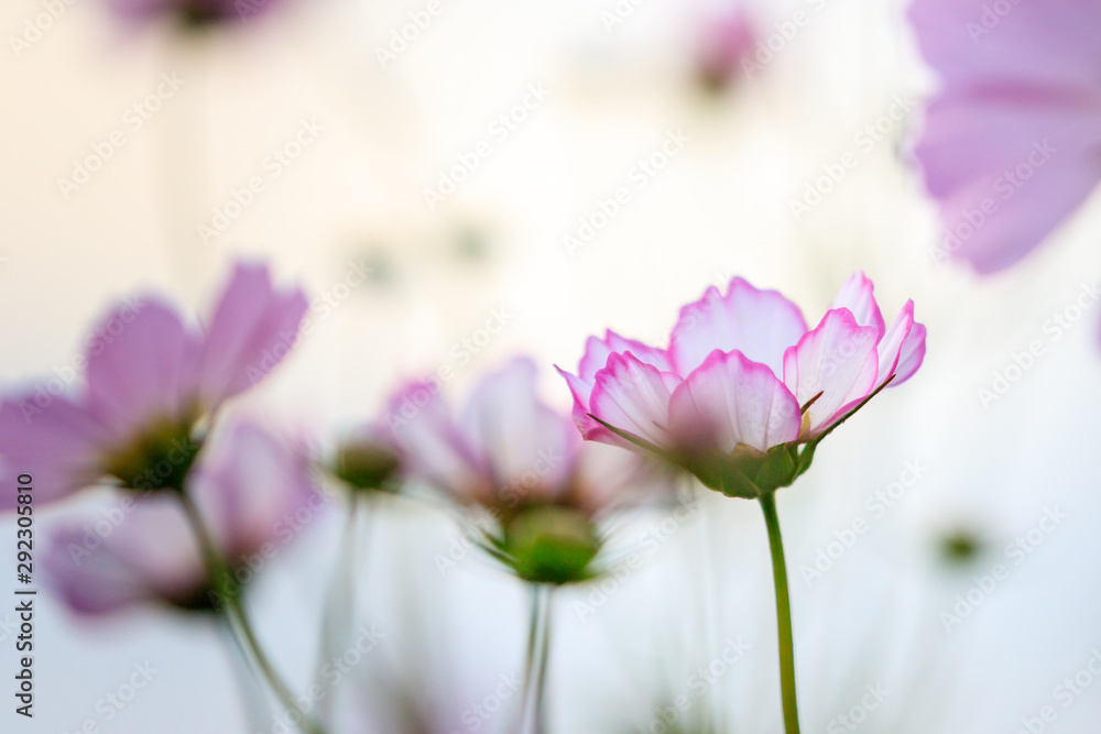 Fototapeta premium pink flowers