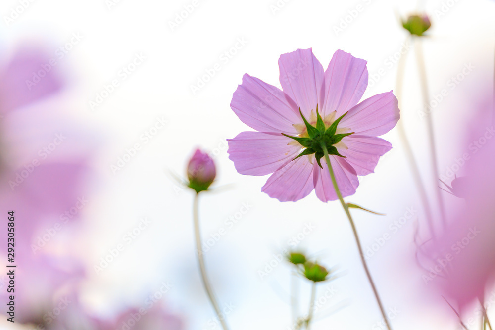 pink flowers on a white background