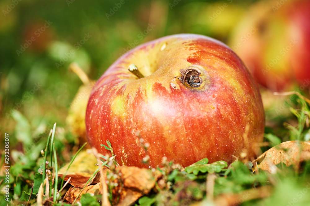 Organic red apples, some are rotten, and some are perfect Organic red apples, some are rotten, and some are perfect
