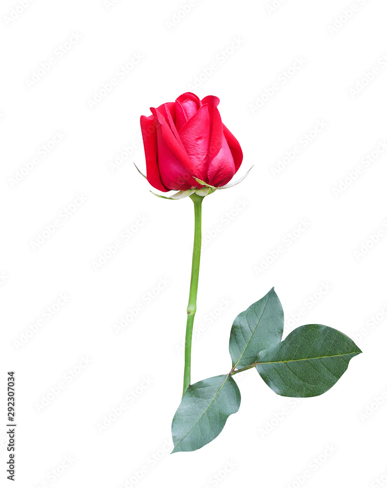 Fresh red rose bud colorful flower begin blooming in vertical with stem and green leaves patterns isolated on white background , clipping path Fresh red rose bud colorful flower begin blooming in vertical with stem and green leaves patterns isolated on white background , clipping path