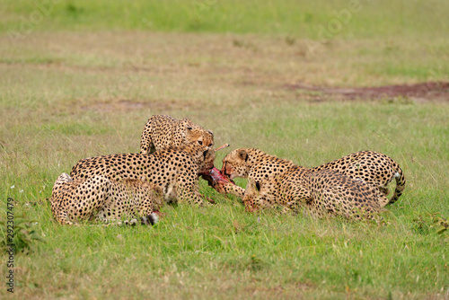 Cheetahs on a kill, Acinonyx jubatus, Masai mara, Kenya, Africa