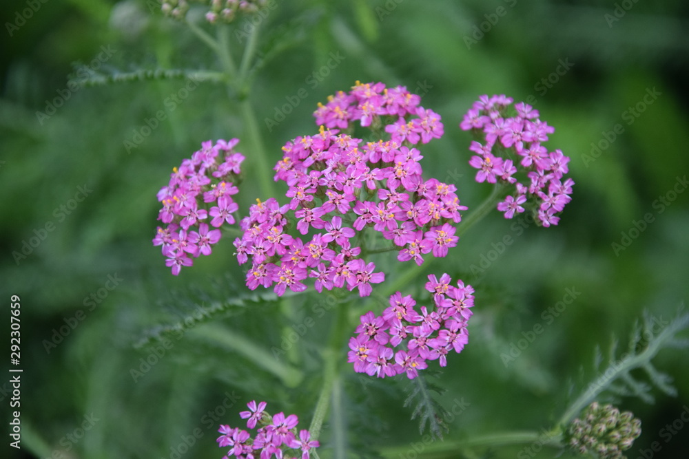 Kwitnący różowy krwawnik