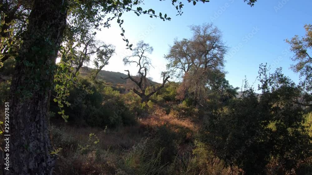 4K resolution clip of spooky, twisted and dead oak trees casting deep shadows in the fall setting sun. 4K resolution clip of spooky, twisted and dead oak trees casting deep shadows in the fall setting sun.