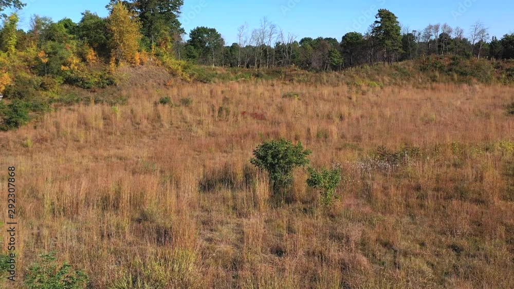 drone moving forward over dry pine bush meadow in the fall drone moving forward over dry pine bush meadow in the fall
