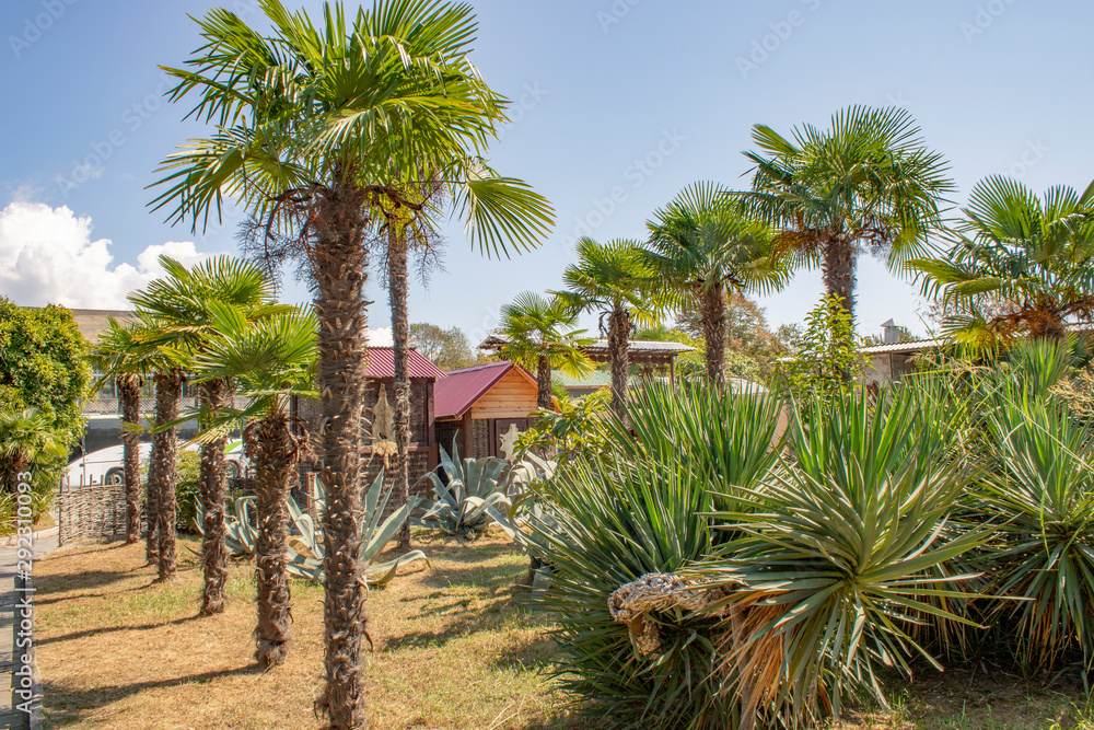 slender green palm trees on a hot summer day in Abkhazia Pitsunda