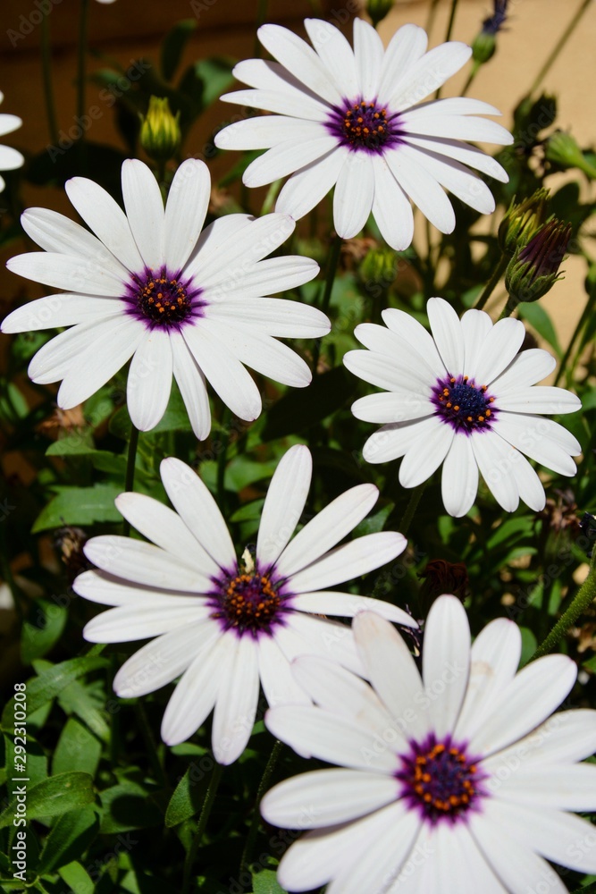 hermosas flores blancas con el centro de color violeta foto de Stock |  Adobe Stock