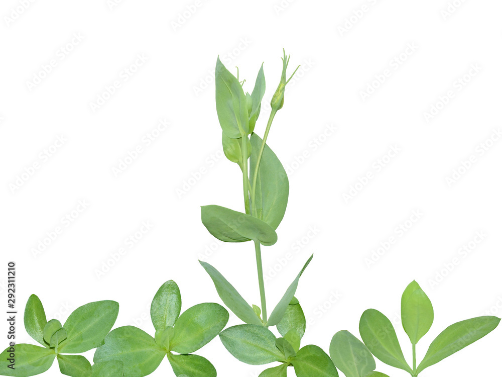 Eustoma plants during vegetative and budding stages. Foliage and bud isolated on white for your postcard design