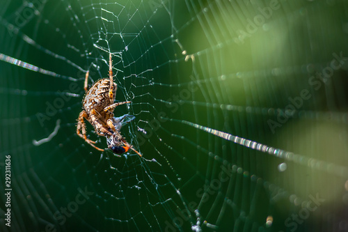 Macro of big spider with catched fly by the web on blurry green or garden background