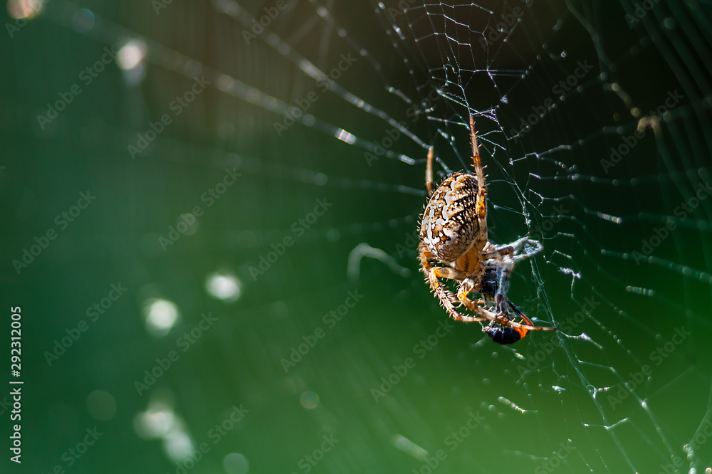 Macro of big spider with catched fly by the web on blurry green or garden background Macro of big spider with catched fly by the web on blurry green or garden background