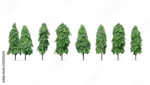 trees isolated on white background photo
