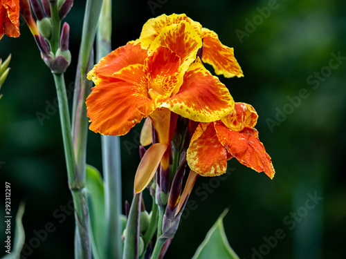 yellow fringed orange canna lillies in bloom